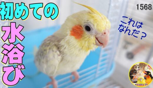 オカメインコ 初めての水浴び Cockatiel first time bathing　#1568