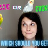 Budgie or Cockatiel | What Kind of Bird Should You Get?
