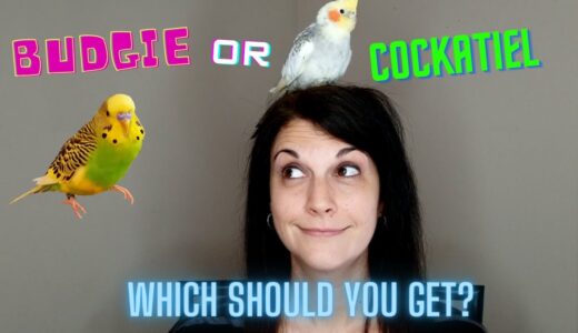 Budgie or Cockatiel | What Kind of Bird Should You Get?