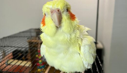 Cockatiel Lets Me Shower Her For The First Time