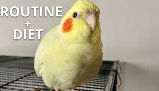 Cockatiel Morning Routine Plus Diet