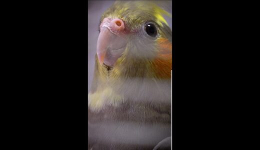 Cockatiel gets a New Home #shorts