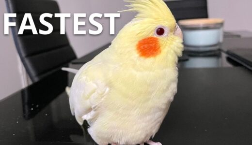 FASTEST Cockatiel Bird