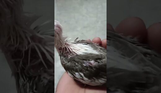 Feeding My Week Old Cockatiel