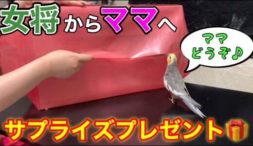 【親孝行】女将のお小遣いでママにプレゼントを買ったぞ♪【オカメインコ】