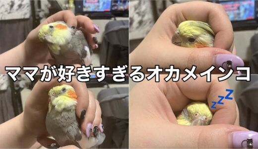 ママに甘えまくる女将【オカメインコ】