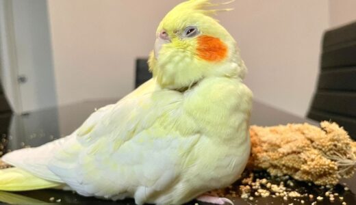 A Day With My Cockatiel