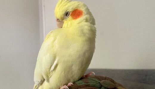 Cockatiel Bites Ear For Attention