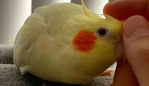 Cockatiel Gets Angry When Scritches Stop