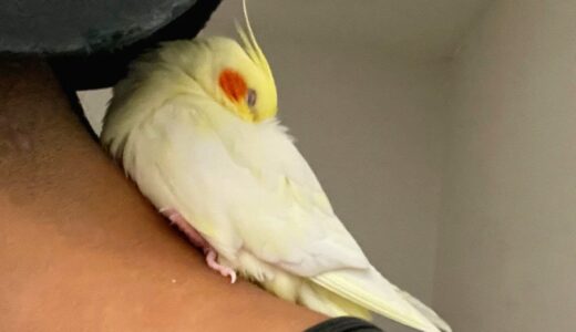 Cockatiel Loves Sleeping On Hooman