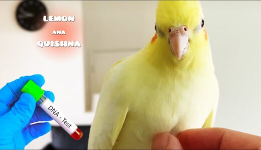 Prepare my Bird’s DNA Gender Test | How to Know your Cockatiel is Male or Female