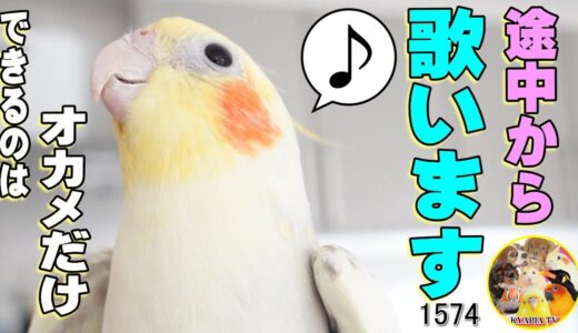 オカメインコ 曲の途中からでも歌えます！Cockatiels can sing even in the middle of a song! #1574