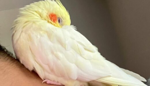 Cockatiel Can Not Sleep Without Scritches First