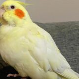 Cockatiel Has The NEED for SPEED