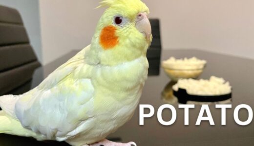 Cockatiel Reacts To Mashed Potatoes