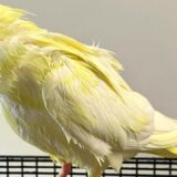 Cockatiel Shows Me She Wants To Shower