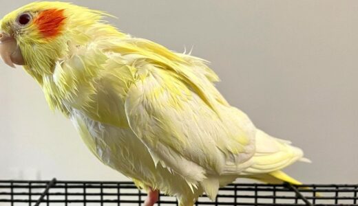 Cockatiel Shows Me She Wants To Shower