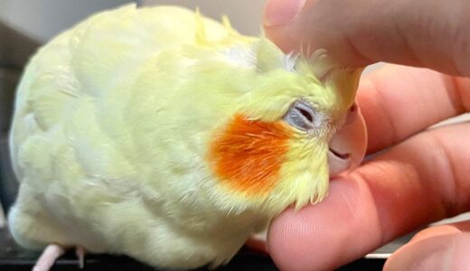 How Cockatiel Loves Scritches