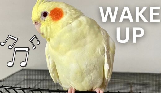 How My Cockatiel Wakes Me Up