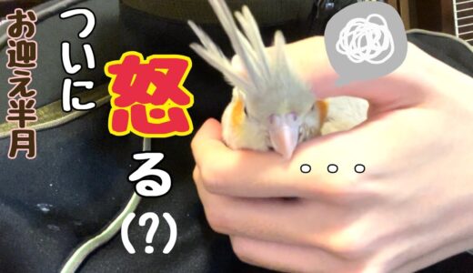 【検証？】甘えん坊のオカメインコでも自慢のチョンマゲで遊ばれたら怒る説。【生後約半月】【お迎え15日目】【雛】【cockatiel】