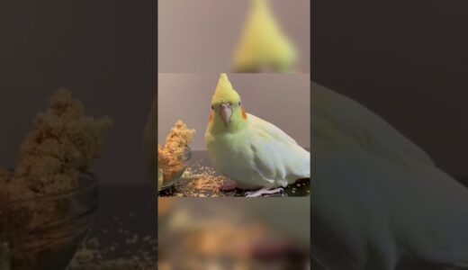 5 Funny Cockatiel Reactions