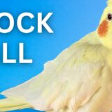 Cockatiel Flock Calling Dad