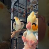 Cockatiel Reacts to Plush of Himself