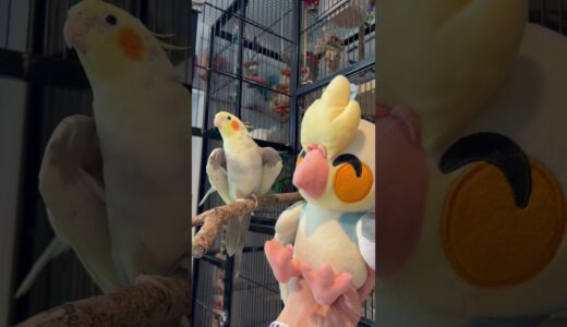 Cockatiel Reacts to Plush of Himself