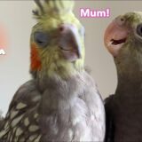 Cockatiel’s Reaction Shocks me When The other Bird Calls Her Mum