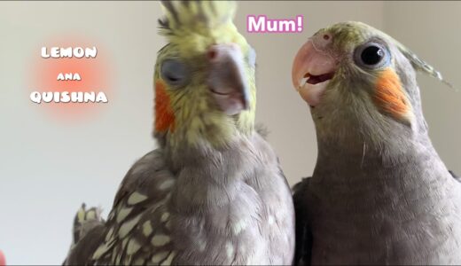 Cockatiel’s Reaction Shocks me When The other Bird Calls Her Mum