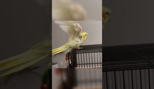 How My Cockatiel Reacts To A Shower