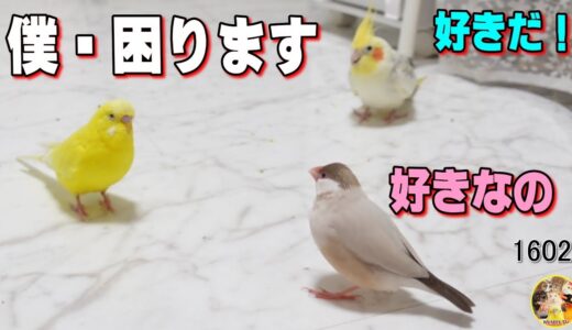 微妙な三角関係｜セキセイインコ・オカメインコ・文鳥・最近の小鳥たち Funny Parrots and Cute Birds. #1602