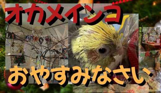 【オカメインコ】ケージにもどしておやすみなさい✩.*˚