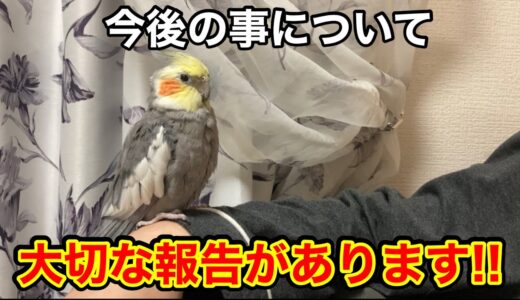 【重大発表】今後のチャンネル運営について【オカメインコ】