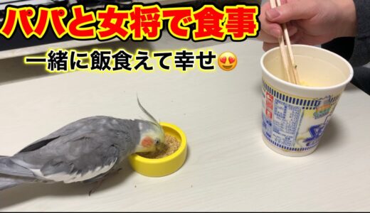 女将と一緒に会話しながら食事しました♪【オカメインコ】