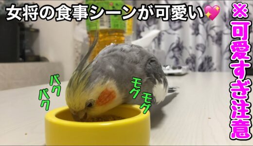 黙々と餌を食べる女将が可愛すぎる♡【オカメインコ】