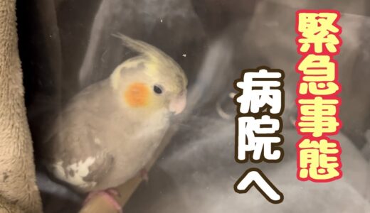 【一部閲覧注意】愛するオカメインコに異常が見つかり、すぐ病院へ。助けてください。【インコ 雛】【cockatiel】【マロンの日記】