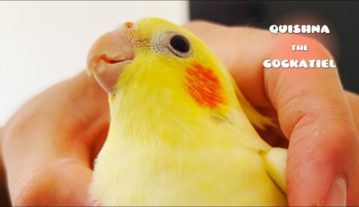 Best Moments of the Naughty, Sophisticated and Aggressive Cockatiel Quishna in 2022