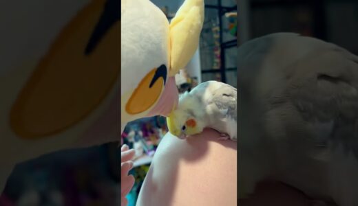 Cockatiel Gets Scritches From Plush