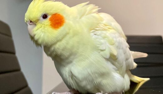 Cockatiel Screaming At Dad To Come Back