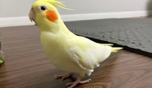 Cockatiel Stomping On The Ground