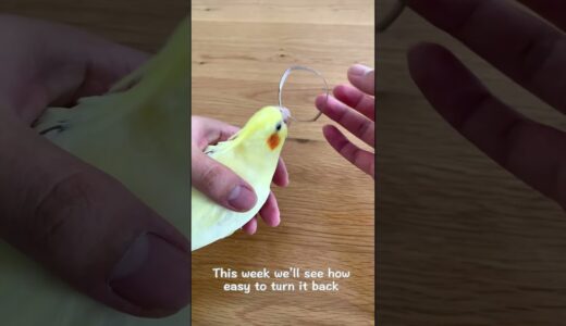 How Easy to Turn A Ringneck Parrot Back To A Cockatiel