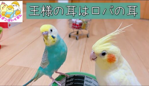 今日も仲良しセキセイイインコ、オカメインコ