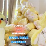 【200K SUBS SPECIAL!】Grandma Made 100 Birthday Presents For My Cockatiel Bird