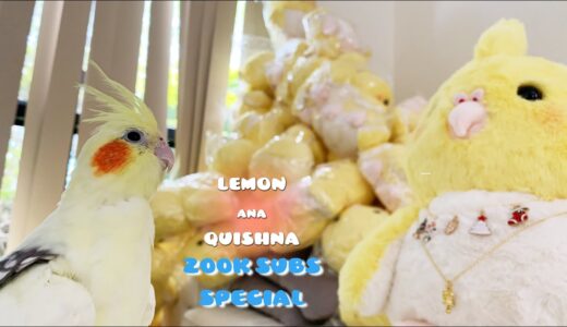 【200K SUBS SPECIAL!】Grandma Made 100 Birthday Presents For My Cockatiel Bird