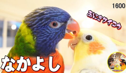 オカメインコに接待する営業上手なゴシキセイガイインコ｜Cute Cockatiel ＆ Rainbow Lorikeet #1600