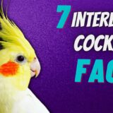 7 Interesting Cockatiel Facts