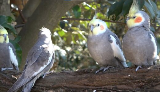 【キャンベルタウン・野鳥の森】オカメインコ 01 / Cockatiel 01 【高画質4K】