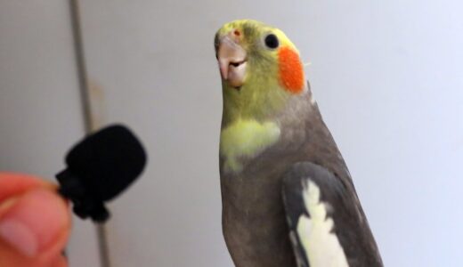 I interviewed my cockatiel with a tiny mic