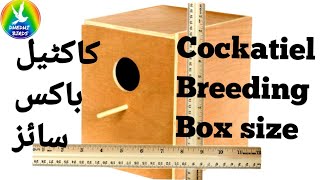 Ideal/Perfect size of Cockatiel Breeding Box | Dhedhi Birds